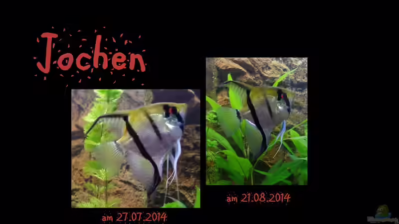 Besatz im Aquarium Die Herausforderung von raubsau (178)