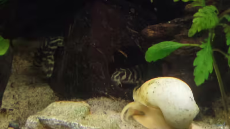 Besatz im Aquarium Die Herausforderung von raubsau (179)