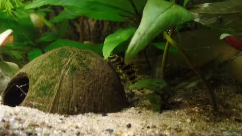 Besatz im Aquarium Die Herausforderung von raubsau (181)