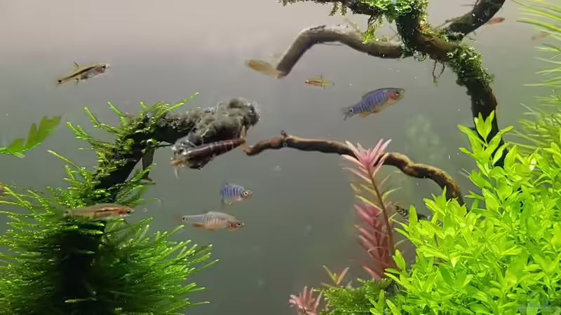 Besatz im Aquarium Die Minis (Nur noch Beispiel) von YoshiMaus (32)