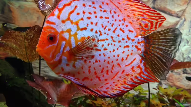 Besatz im Aquarium Discus Paradies von Hydropneumat (10)