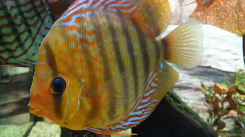 Besatz im Aquarium Discus Paradies von Hydropneumat (11)