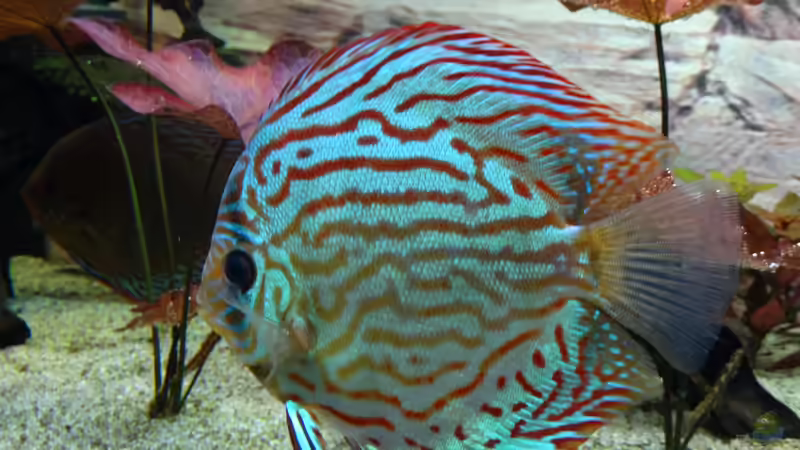 Besatz im Aquarium Discus Paradies von Hydropneumat (12)