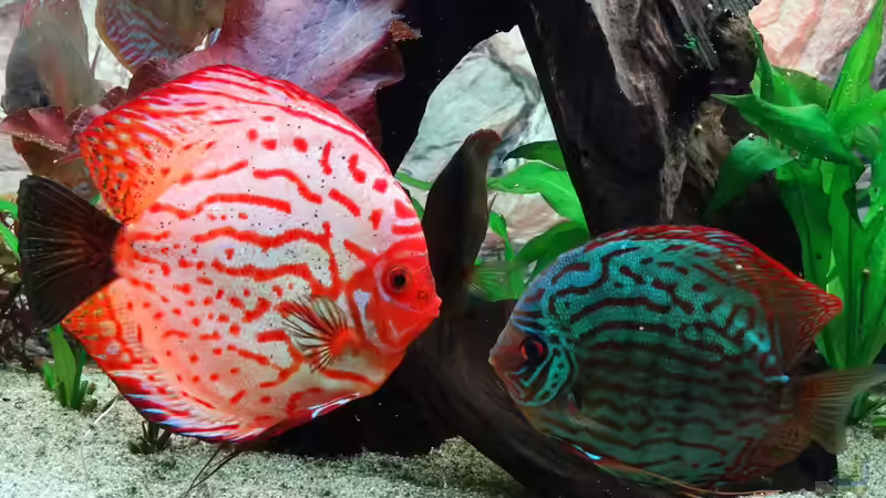 Besatz im Aquarium Discus Paradies von Hydropneumat (13)