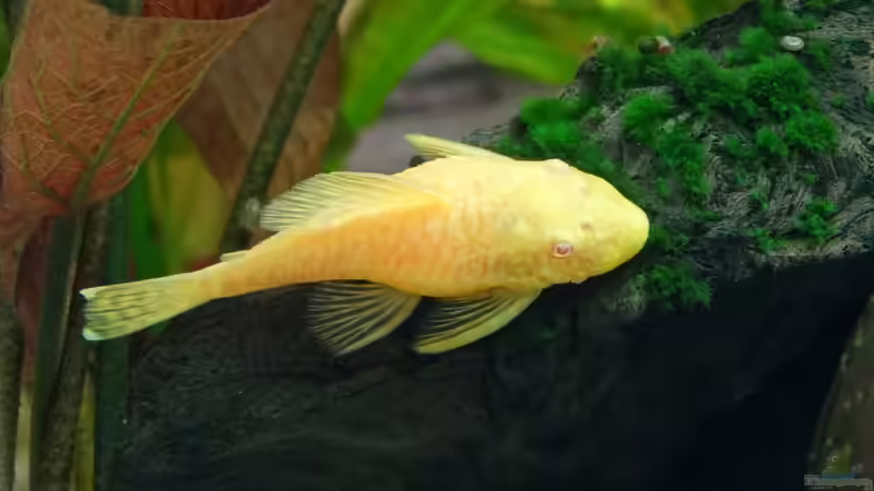 Besatz im Aquarium Discus Paradies von Hydropneumat (16)