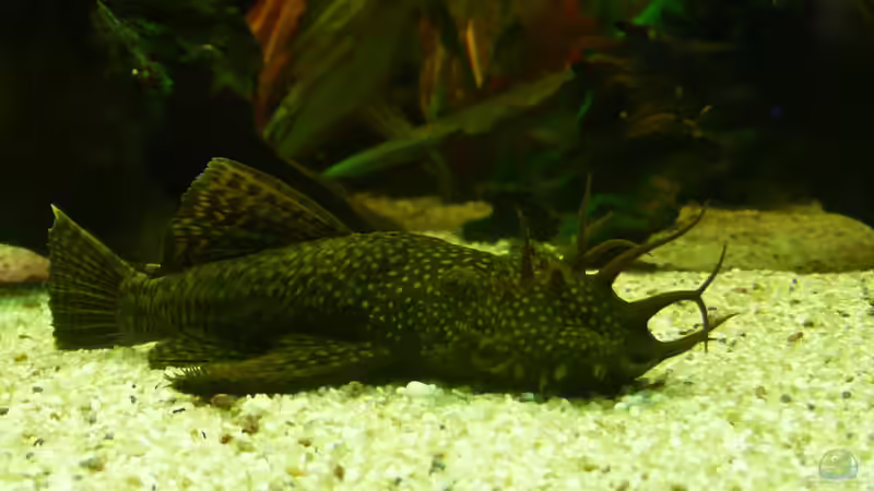 Besatz im Aquarium Discus Paradies von Hydropneumat (17)