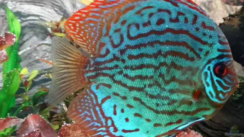 Besatz im Aquarium Discus Paradies von Hydropneumat (8)