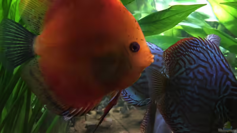 Besatz im Aquarium Diskus, Panda und Co. von Philipp Fichte (12)