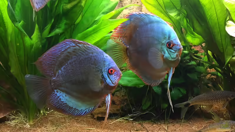 Besatz im Aquarium Diskus, Panda und Co. von Philipp Fichte (8)