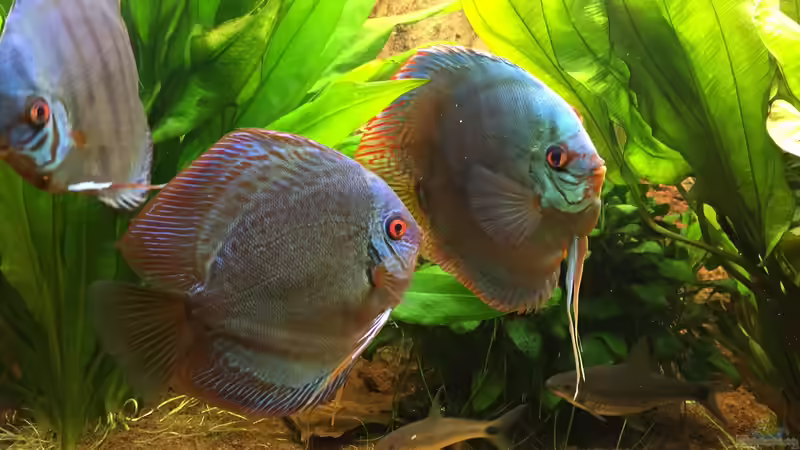 Besatz im Aquarium Diskus, Panda und Co. von Philipp Fichte (9)