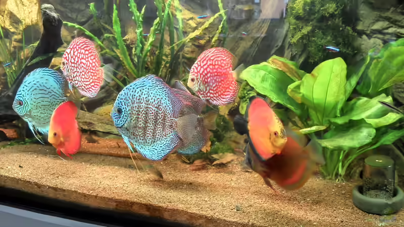 Besatz im Aquarium Diskus ) von Alexander Paulus (11)