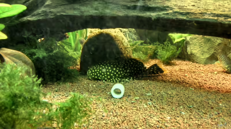 Besatz im Aquarium Diskus ) von Alexander Paulus (13)