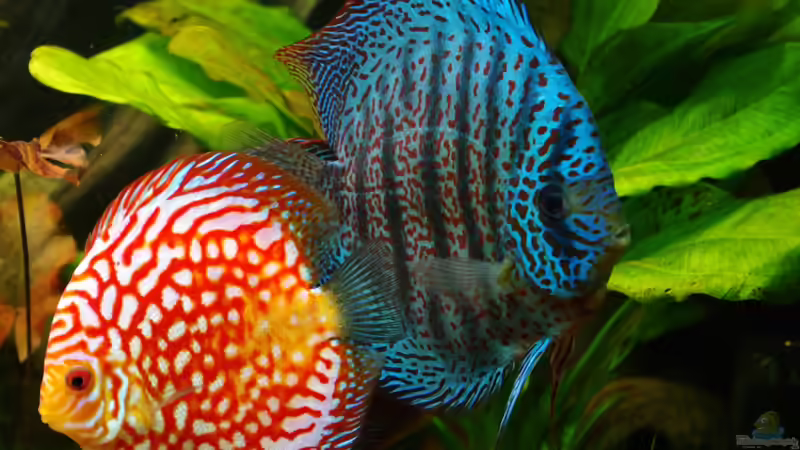 Besatz im Aquarium Diskus ) von Alexander Paulus (15)