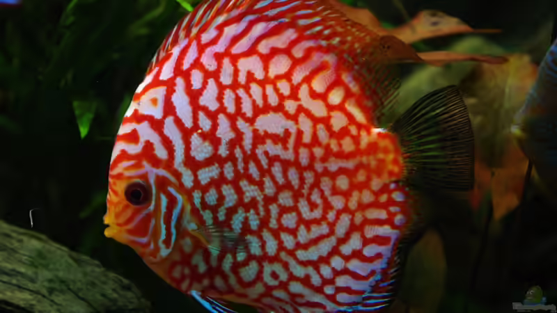 Besatz im Aquarium Diskus ) von Alexander Paulus (16)