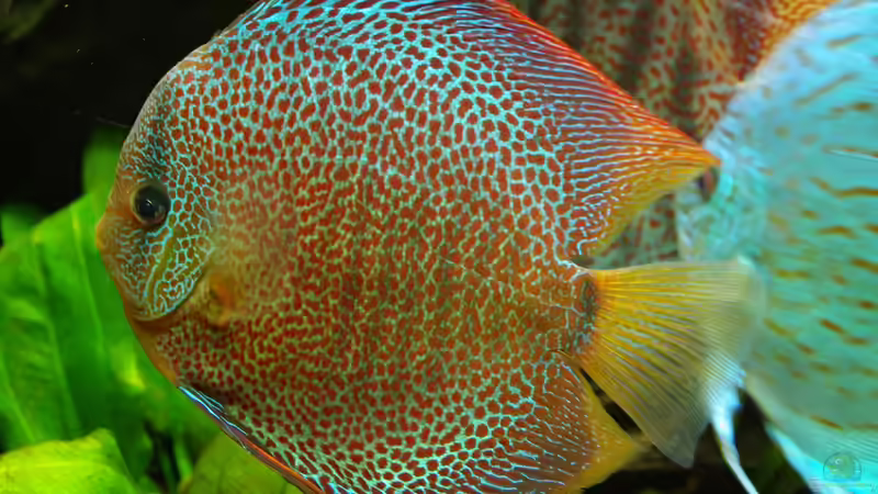 Besatz im Aquarium Diskus ) von Alexander Paulus (18)