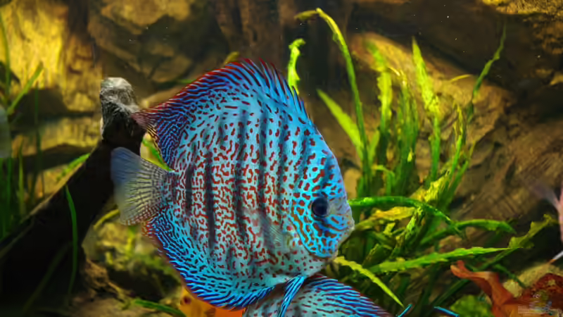 Besatz im Aquarium Diskus ) von Alexander Paulus (19)