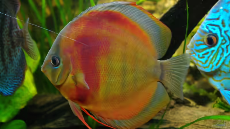 Besatz im Aquarium Diskus ) von Alexander Paulus (20)