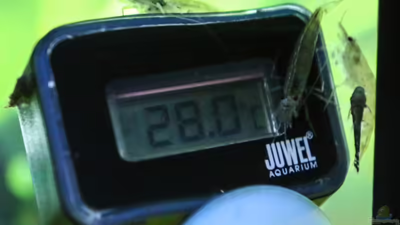 Besatz im Aquarium Diskus Amazonas (nur noch als Beispiel) von Phil Cave (69)