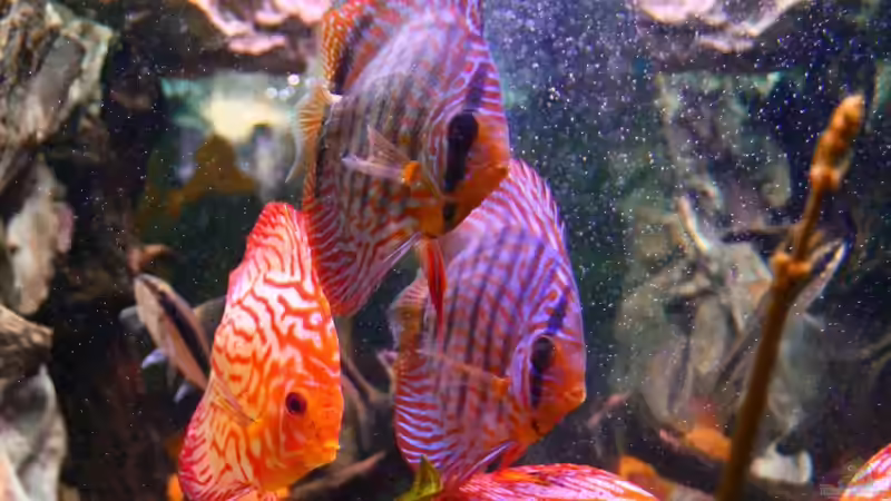 Besatz im Aquarium Diskus Aquarium L-Form von Daniel O. (11)