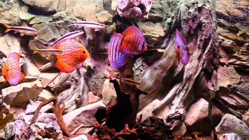 Besatz im Aquarium Diskus Aquarium L-Form von Daniel O. (6)