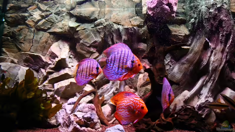 Besatz im Aquarium Diskus Aquarium L-Form von Daniel O. (9)