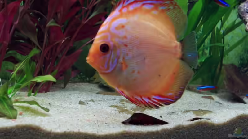 Besatz im Aquarium Diskus Becken (Aufgelöst) von Stefan (18)