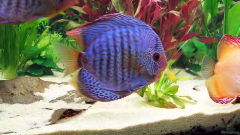 Besatz im Aquarium Diskus Becken (Aufgelöst) von Stefan (19)