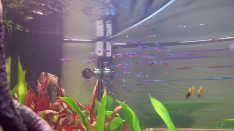 Besatz im Aquarium Diskus Becken (Aufgelöst) von Stefan (21)