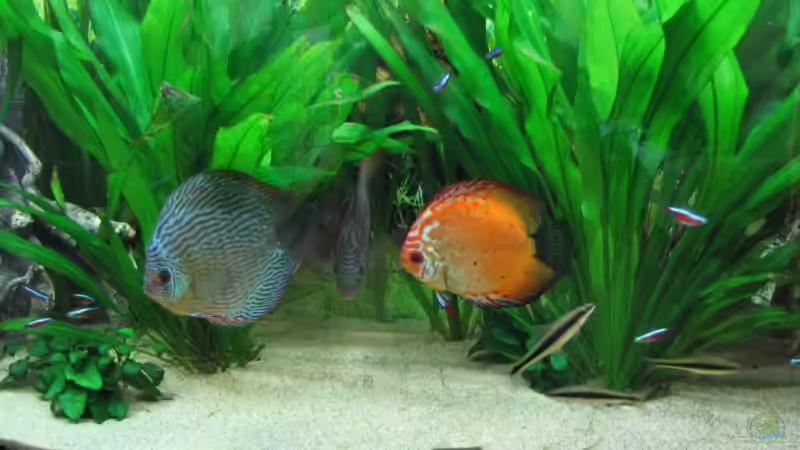 Besatz im Aquarium Diskus Becken (Aufgelöst) von Stefan (23)