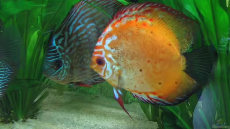 Besatz im Aquarium Diskus Becken (Aufgelöst) von Stefan (24)