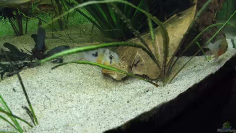 Besatz im Aquarium Diskus Becken (Aufgelöst) von Stefan (33)