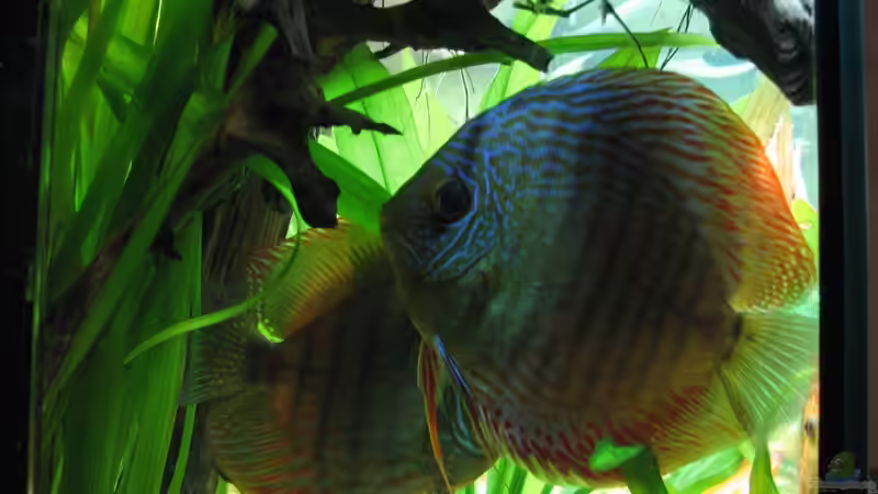 Besatz im Aquarium Diskus Becken (Aufgelöst) von Stefan (34)