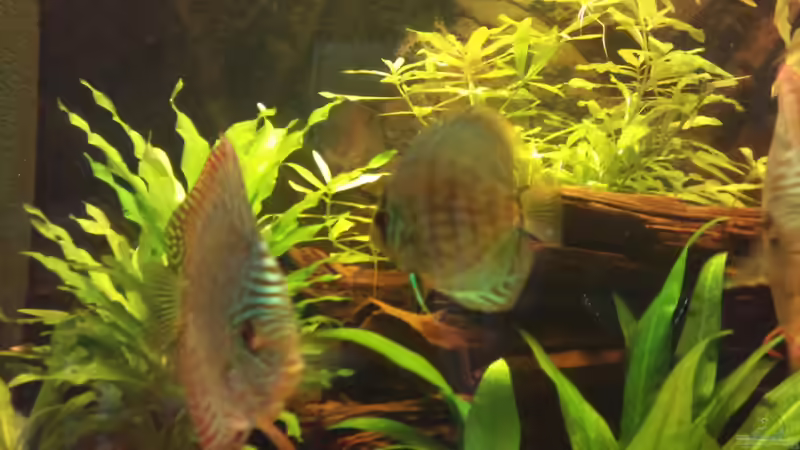 Besatz im Aquarium Diskus Becken von Christian Wittling (12)