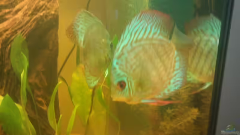 Besatz im Aquarium Diskus Becken von Christian Wittling (15)