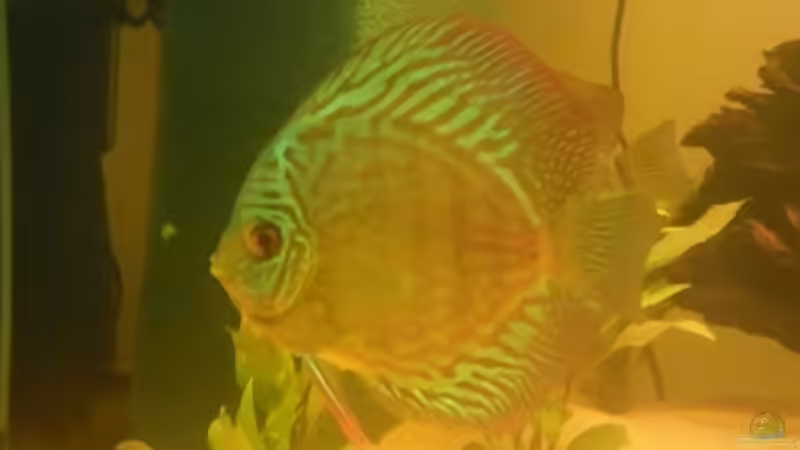 Besatz im Aquarium Diskus Becken von Christian Wittling (17)