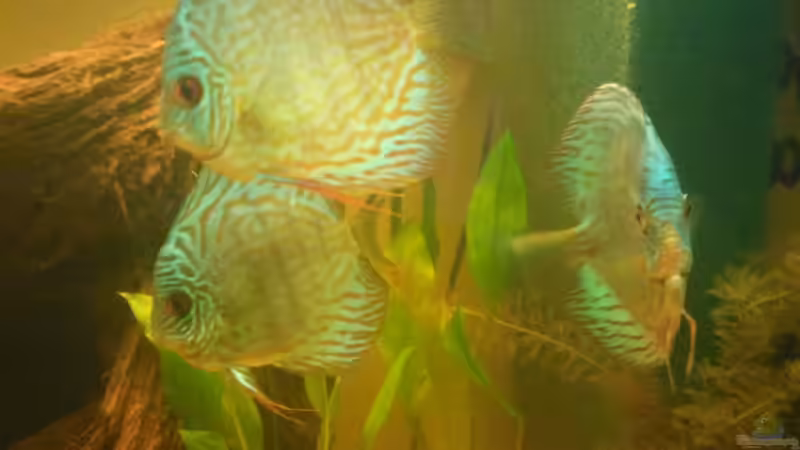 Besatz im Aquarium Diskus Becken von Christian Wittling (18)