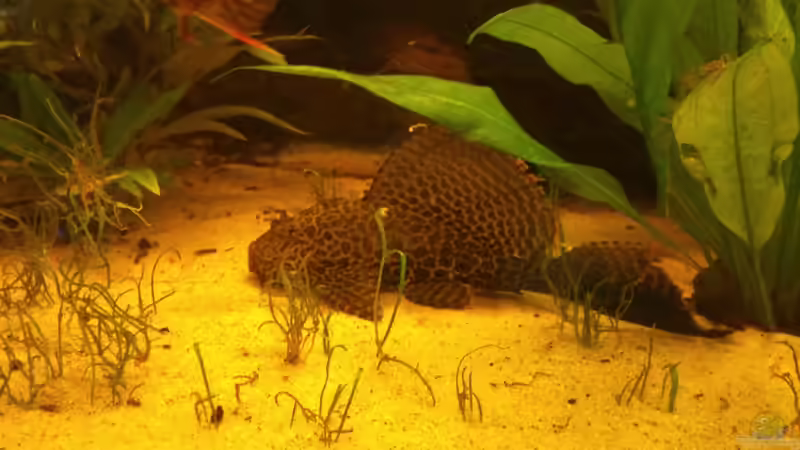 Besatz im Aquarium Diskus Becken von Christian Wittling (23)