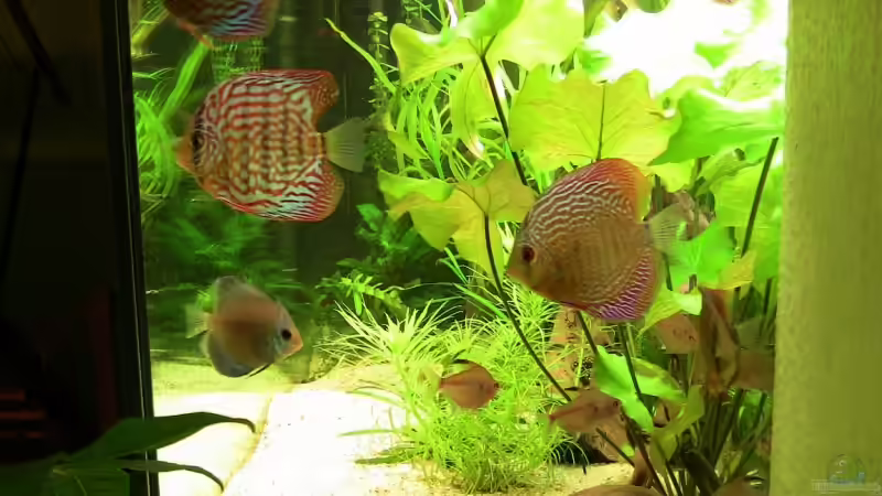 Besatz im Aquarium Diskus Becken von max-sonic (12)