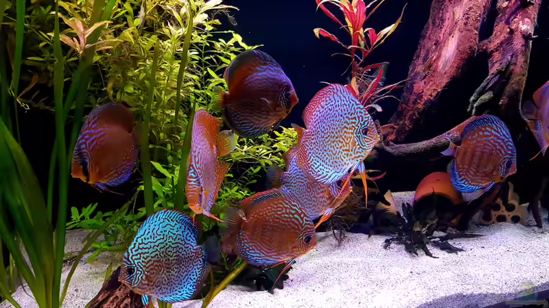 Besatz im Aquarium Diskus Becken von Patrick G (11)