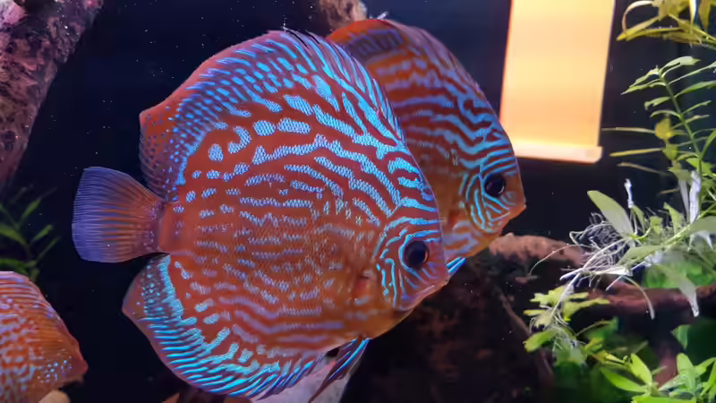 Besatz im Aquarium Diskus Becken von Patrick G (13)