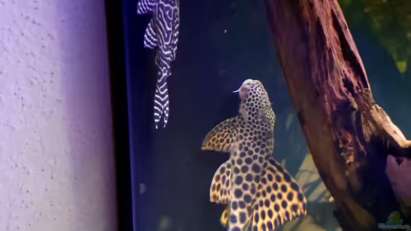 Besatz im Aquarium Diskus Becken von Patrick G (14)