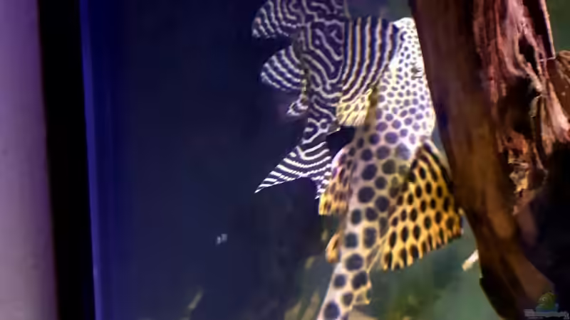 Besatz im Aquarium Diskus Becken von Patrick G (15)