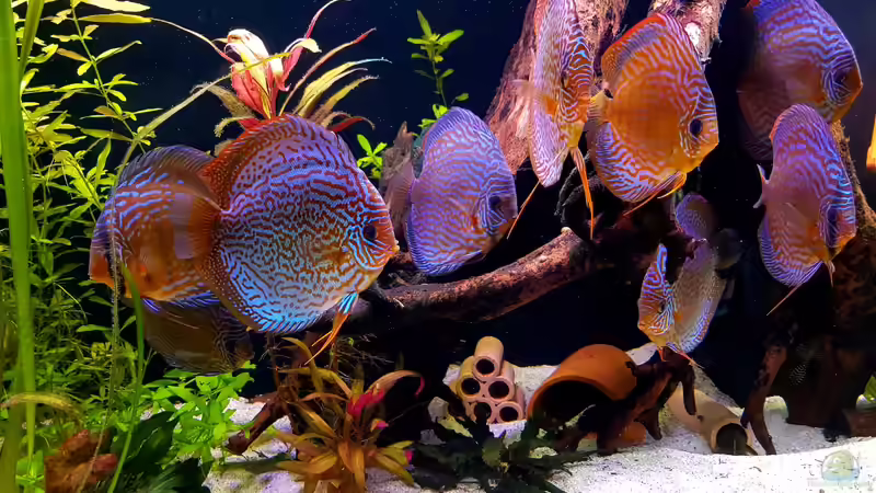 Besatz im Aquarium Diskus Becken von Patrick G (17)