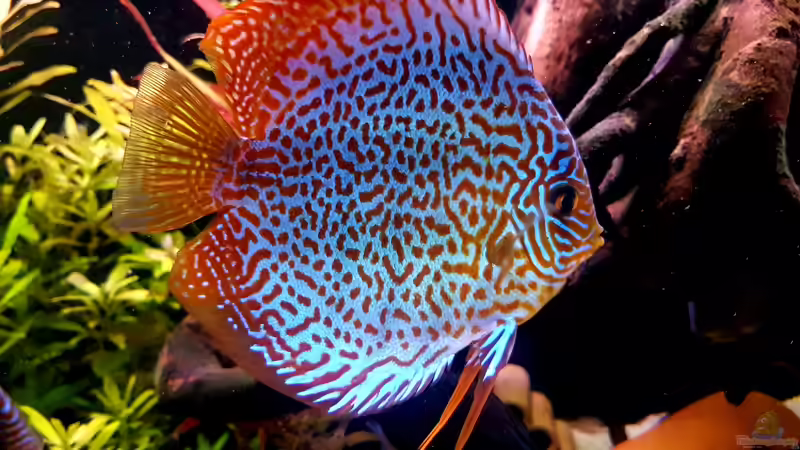 Besatz im Aquarium Diskus Becken von Patrick G (8)