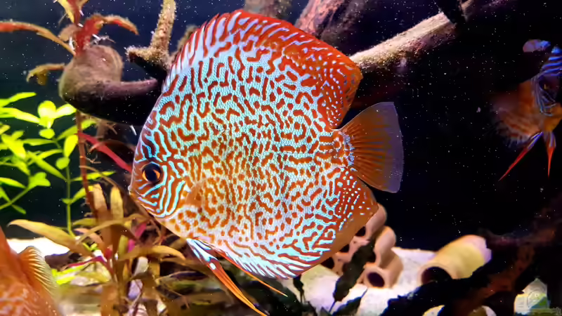 Besatz im Aquarium Diskus Becken von Patrick G (9)