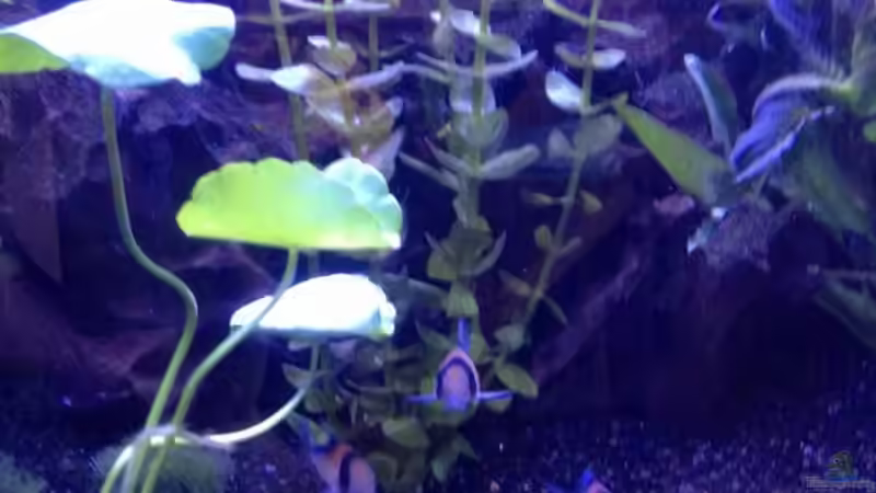 Besatz im Aquarium Diskus-Becken von Torsten Dau (8)