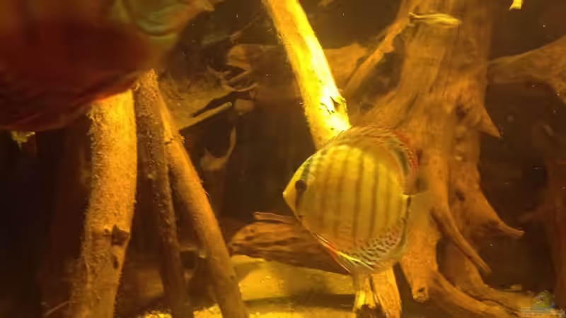 Besatz im Aquarium Diskus Biotop von Amamazonas Diskus (10)