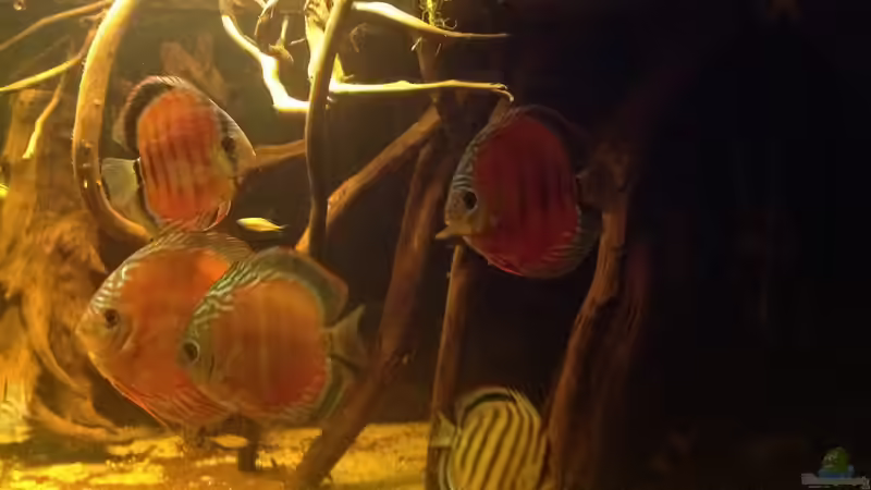 Besatz im Aquarium Diskus Biotop von Amamazonas Diskus (11)