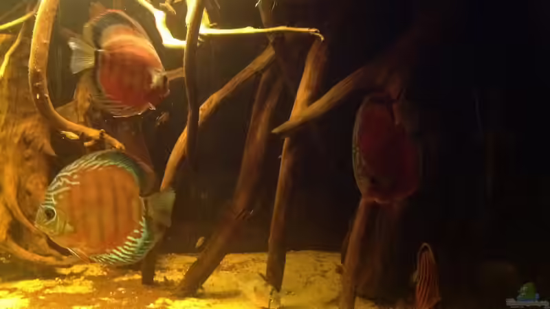 Besatz im Aquarium Diskus Biotop von Amamazonas Diskus (12)