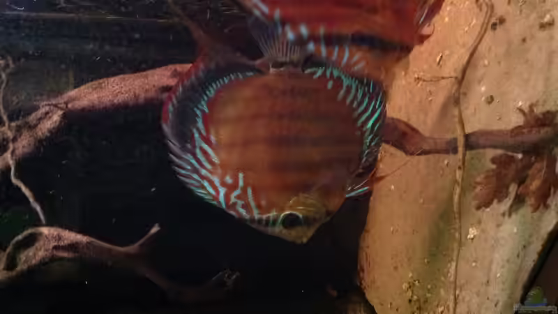 Besatz im Aquarium Diskus Biotop von Amamazonas Diskus (13)